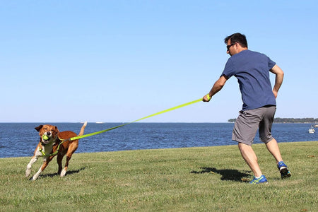 Pet Puppy Leash Reflective Dog Leash Comfortable Handle Highly Reflective Threads Heavy Duty Dog Training Leash Available as a 6 Ft Dog Leash or 4 Ft Dog Leash